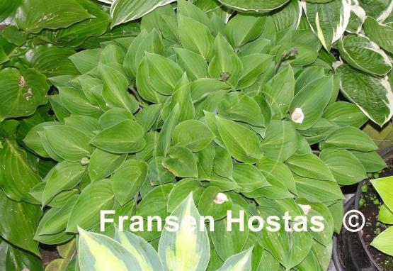 Hosta Pastures New